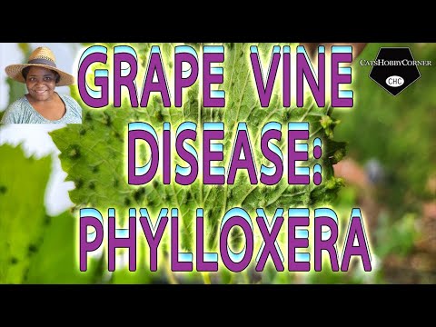 #grape  Vine #disease  - Phylloxera  -   #catshobbycorner