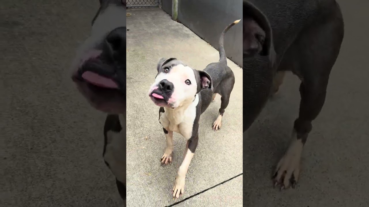 Paparazzi, a ADOPTABLE Pit Bull Terrier in Chicago, IL video 5/5