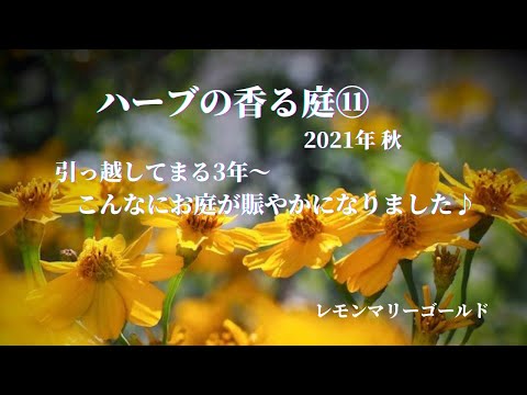 庭園のデザイン: 芳香のあるハーブのスパイラルを独自に作成します。  庭園