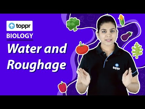 Water and Roughage | From Tasting To Digestion | Class 5 EVS