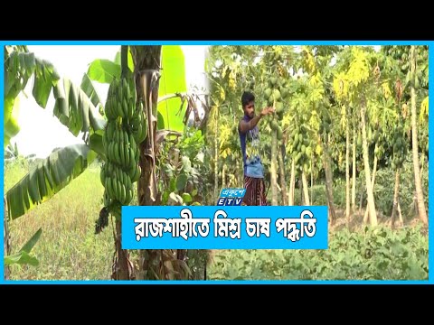 রাজশাহী অঞ্চলে জনপ্রিয়তা পেয়েছে মিশ্র চাষ পদ্ধতি
