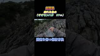 超簡単！釣った魚（オオモンハタ　37㎝）を鮮度を保つ方法で保存してみた。#shorts #釣り #ショアジギング