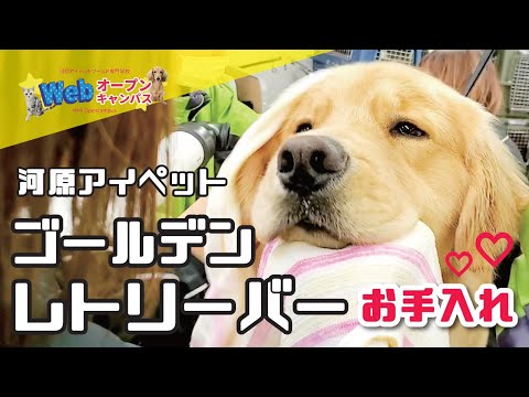 河原アイペットワールド専門学校 学校飼育動物お別れ会 河原アイペットワールド専門学校 高校生のための学校動画検索サイト Stube