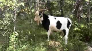 preview picture of video 'The goat that guards the Husedalen waterfalls!'