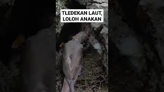 Download lagu TLEDEKAN LAUT LOLOH ANAKAN mp3
