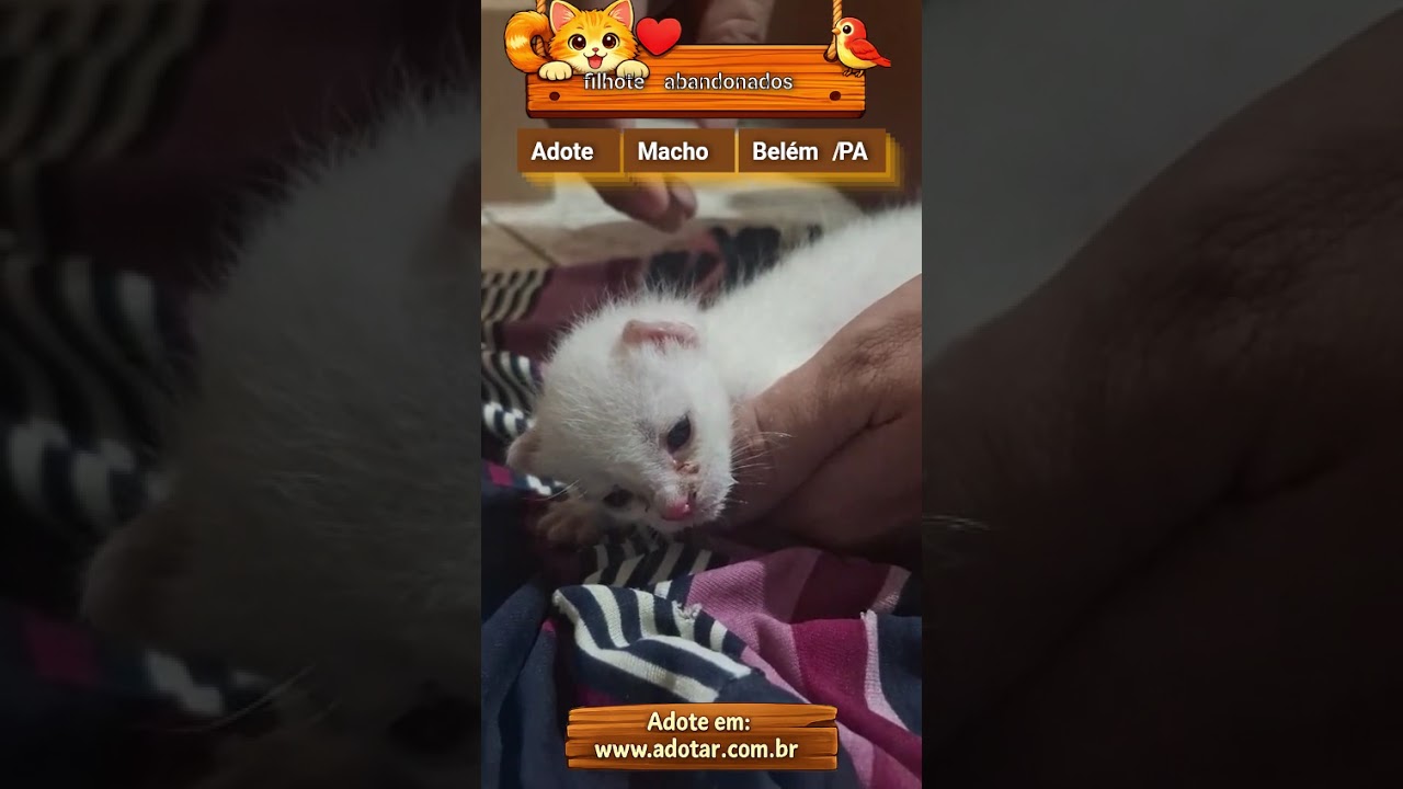 Gato raça SRD-ViraLata idade Abaixo de 2 meses nome filhote abandonados