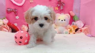 ハーフ犬の動画01