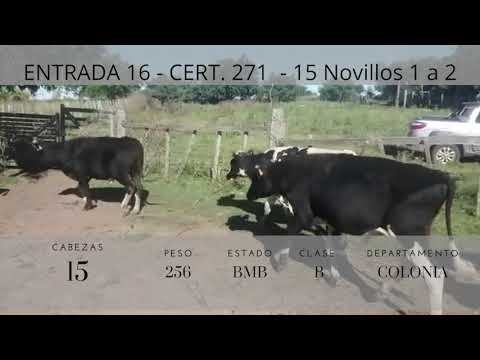 Lote 15 Novillos 1 a 2 años 14 HO,  1CRUZA 256kg -  en Costas de polonia km 152 de ruta 2 (colonia)