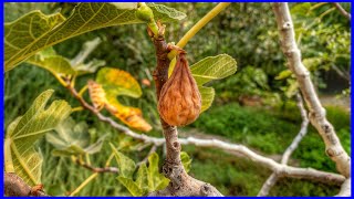Do you have a Sick or Dying Fig Tree? (FMV)