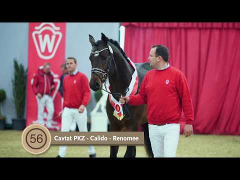 Westfalenkörung 2018: 1. Reservesieger Springen