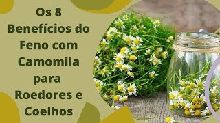 Vídeo de Feno Super Premium com Camomila para Roedores e Coelhos - Little Dreams