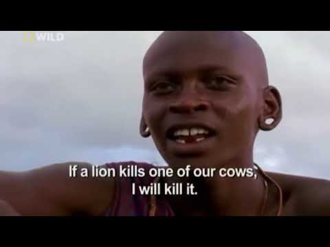 Lions vs Maasai Warriors ( courtesy of NAT GEO )