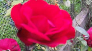 Tylko gwiazda a blask jej znikomy...