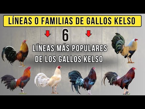 6 best Kelso rooster lines or families