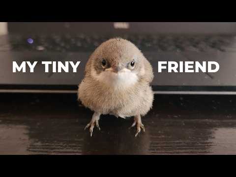 How i became Friends with a cute Lesser whitethroat Bird called Mimi