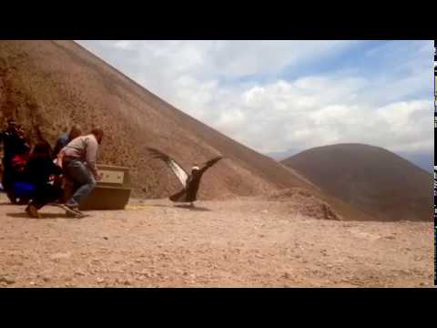 Liberación de cóndor andino