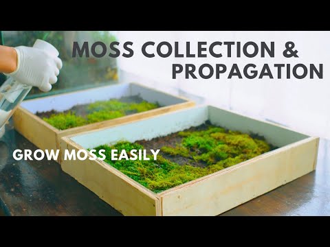 collecting and propagating moss for my terrarium projects