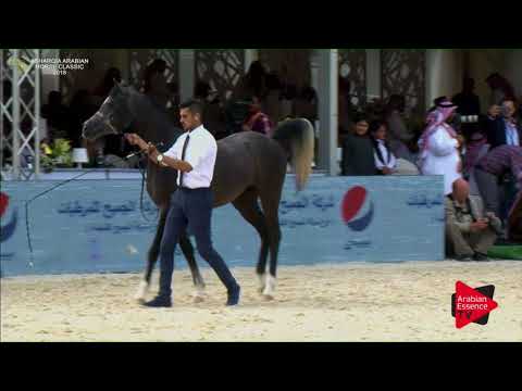 N.212 HAMAD - Asharqia Classic 2018