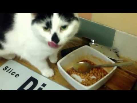 Cat Eats Baked Beans