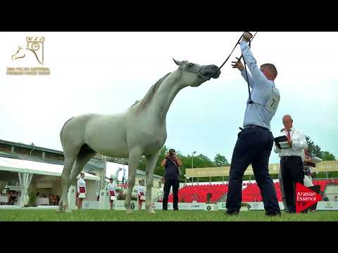 N.73 EUZONA - 2017 Pride Of Poland - 4/6 Years Old Mares (Class 7B)