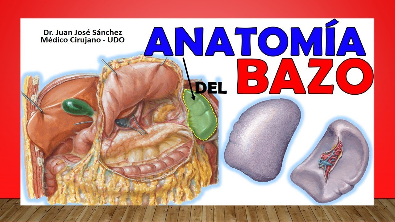 🥇 Anatomía del BAZO. ¡Fácil Explicación!