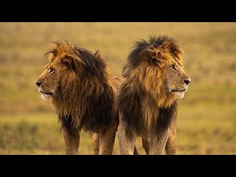 Temporada de Abundancia Leones | Hermandad de Leones 2 | rtve