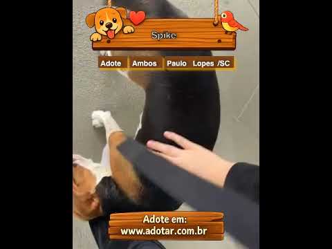 Vídeo de Spike 