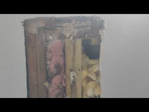 Yellow Jackets Inside the Wall in Wall...