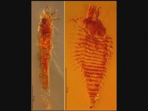 World's oldest insects found in amber