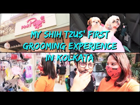 First Time Shih Tzu Grooming In Kolkata | Dog Grooming Experience Video