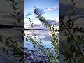 ROZ Shaam Aati Thi Magar Aisi Na Thi MALE Shortsviral Hindiromanticsongs Shortlovesongs Love