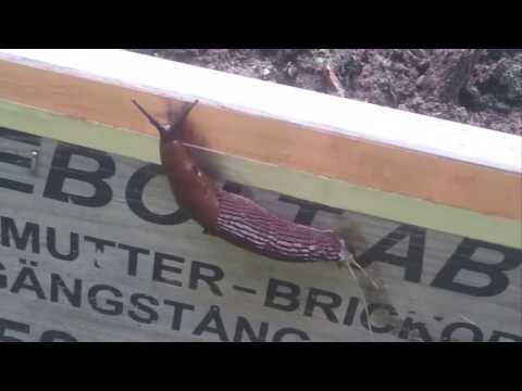 Håll sniglarna borta med snigeltejp