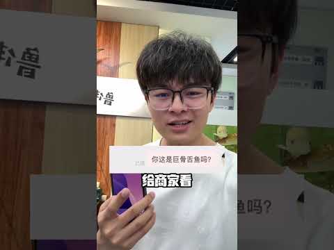 关于我花50买了条巨骨舌鱼！ #骗局揭秘 #巨骨舌鱼 #鲁伟学长