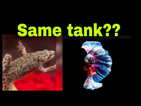 Can you keep a African dwarf frog with a betta?[fish tank talk]