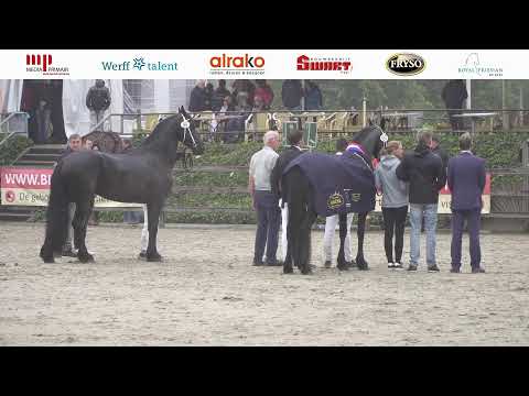 Fokdag fokvereniging Het Friesche Paard Zuid Nederland | 31 Juli 2023