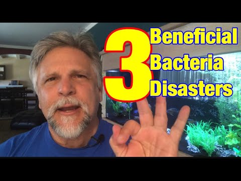 3 Beneficial Bacteria Disasters! [Tips that can Save Your Tank!]