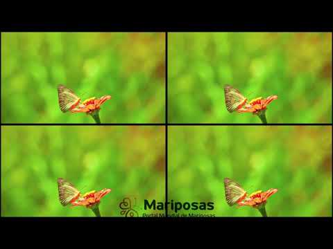 NATURALEZA SAGRADA LLENA DE MARIPOSAS
