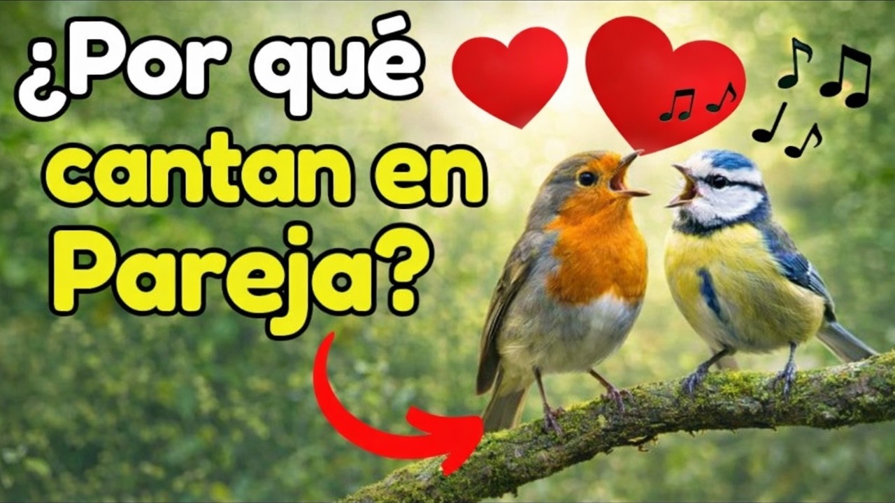 ESTAS 10 AVES CANTAN EN PAREJA... y la Razón es Fascinante! 🤯 ❤️