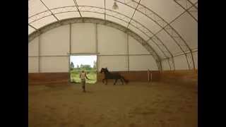 preview picture of video 'Yelena, 2007 Friesian mare, trot canter'