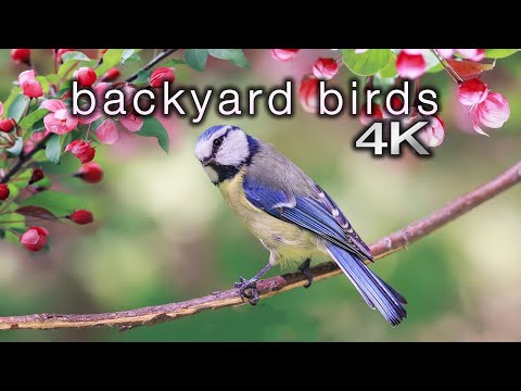 Backyard Birds (4K) 2 Hour Ambient Nature Film with Real Bird Sounds - Washington State