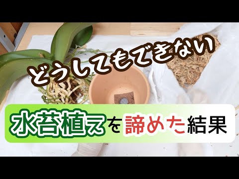 理想的な生育環境を作り出すために、バスルームに蘭を置くことはできますか?