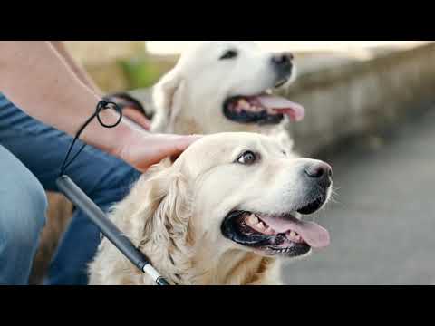 Cute Baby Dog Funny Dog Videos Compilation #1