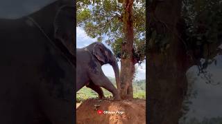 ഇക്ക ചെയ്താ ഞാനും ചെയ്യും i kaveri elephant malappuram aana kaveri shorts