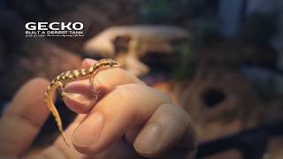 The Tiniest Gecko Desert Ecosystem Tank  l Turtles Are Predators?