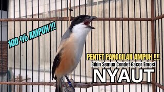 Download lagu burung cendet gacor EMOSI ISIAN MEWAH buat PANCINGAN CENDET AGAR BUNYI bikin BURUNG PENTET GACOR mp3