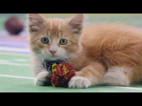 Kitten Bowl V - Cat-lete of the Week - Peaches - YouTube