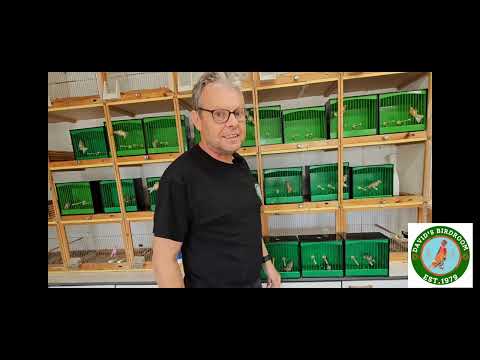 DNA Testing my young Redpolls in #davidsbirdroom