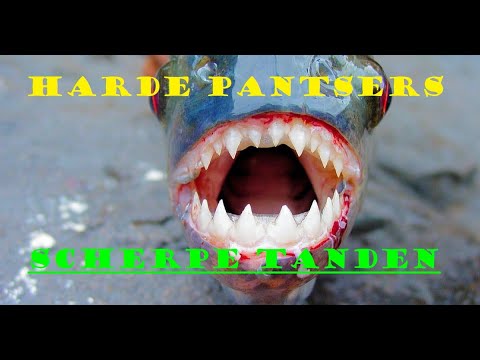 Freeks Wilde Wereld - S09E13 - Harde pantsers en scherpe tanden