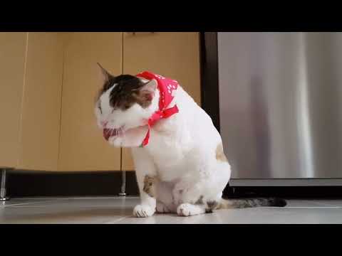 Video Of Funny Cat