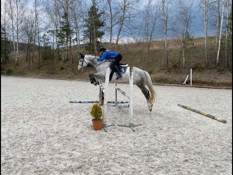 SOLD  *FANCY SAFE UNICORN**COUCKI, 2015, gelding, by Coupie (Cornet Obolensky)